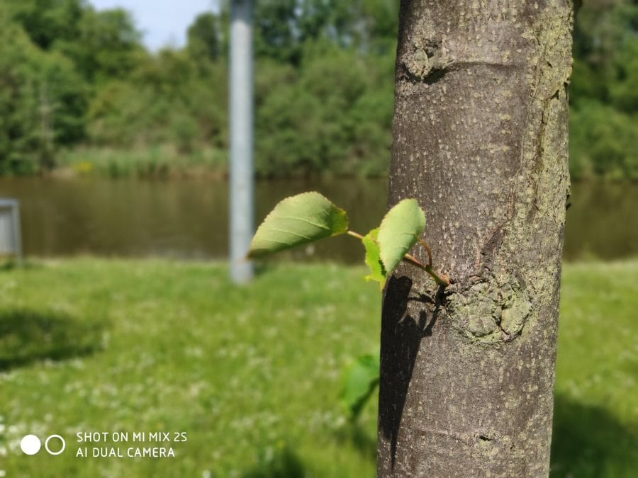 Aufnahme mit Bokeh Effekt (3)