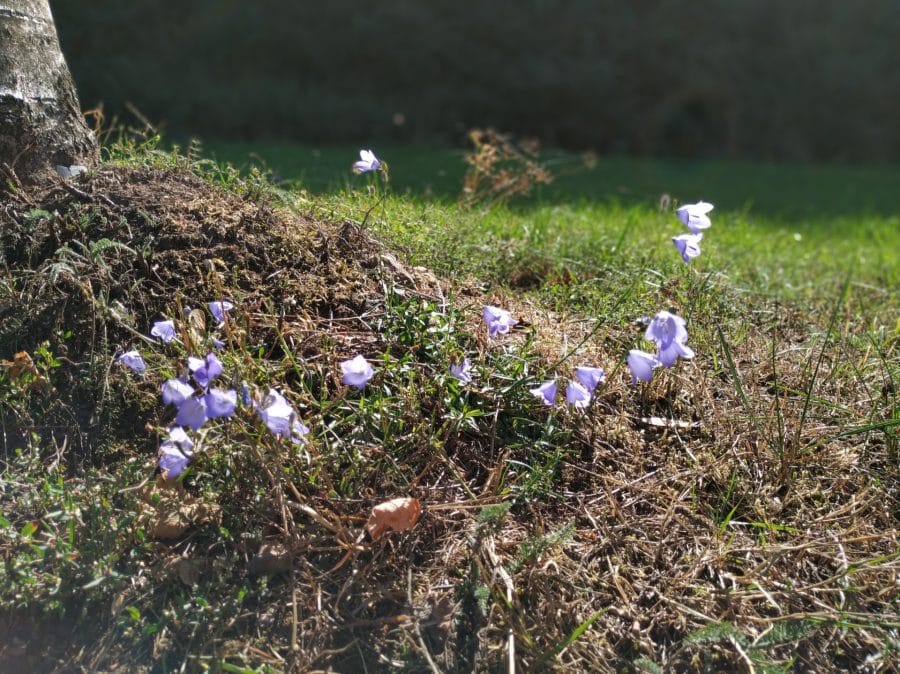 Xiaomi Mi A2 Bokeh (1)