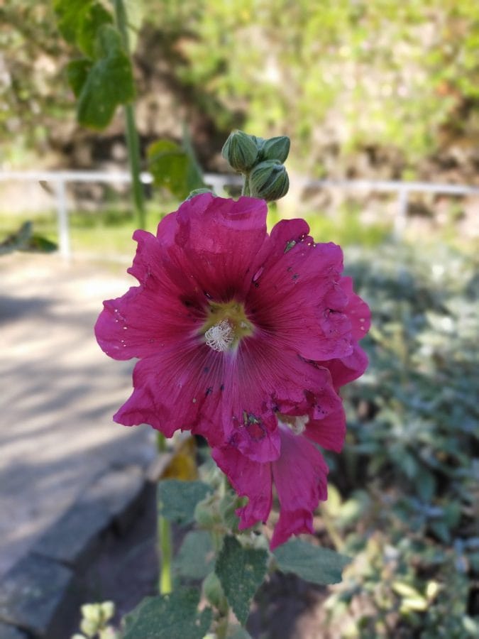 OPPO A72 Test Bokeh (1)