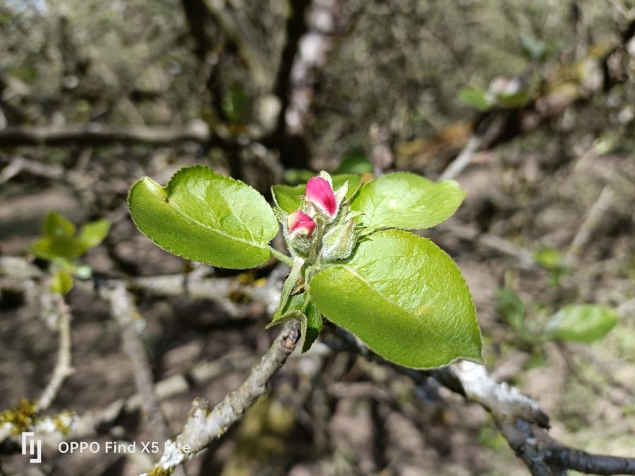 OPPO Find X5 Lite Hauptkamera Testaufnahme Tag Blumen (1)