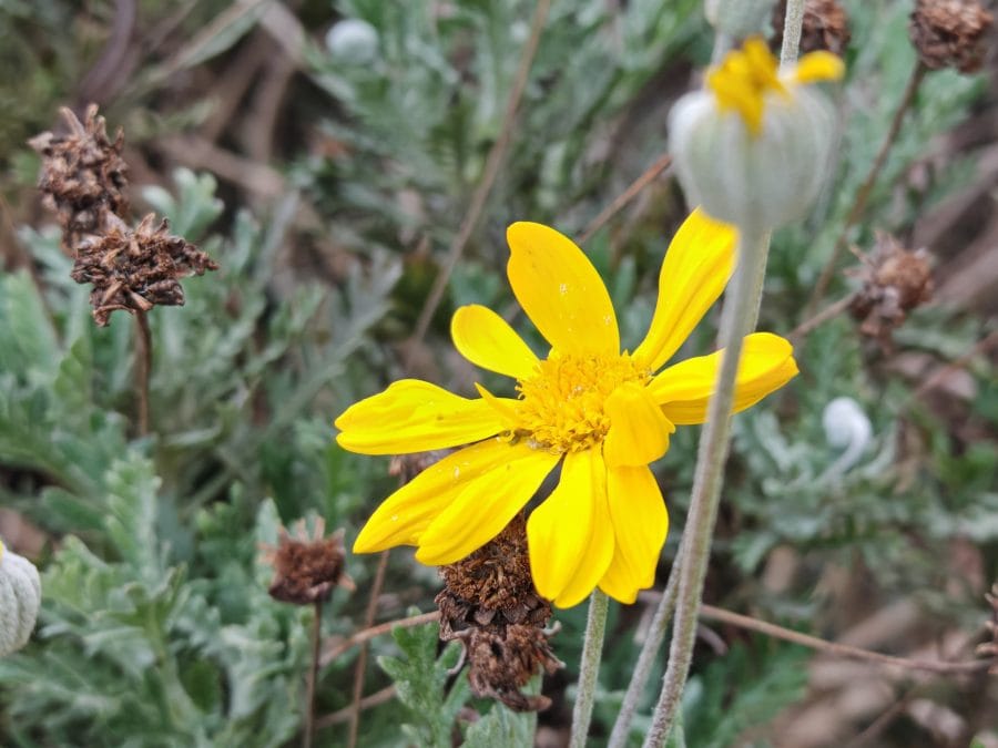 Kamera Testaufnahme Blume