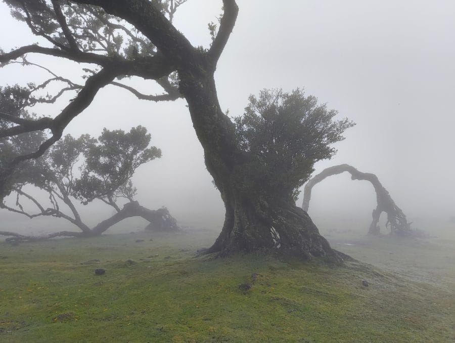 Baum im Nebel